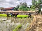 Babinsa Koramil 1420-04/Watang Pulu Turun Ke Sawah Bantu Petani Cabut Bibit Padi Siap Tanam