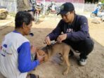 Sehari, Disnakkan Sidrap Vaksin Rabies 92 Anjing dan 90 Kucing di Pitu Riawa