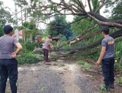 Cepat dan Tanggap, Polsek Panca Lautang Bersihkan Pohon Tumbang Akibat Angin Kencang