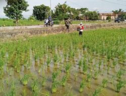 Babinsa Koramil 03 Maritengngae Kodim 1420/Sidrap Bantu Petani Tabur Pupuk