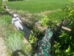Babinsa Koramil 1420-05/Dua Pitue gelar karya Bhakti bersama Petani