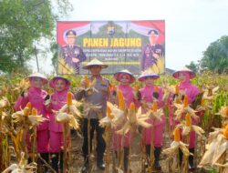 Kapolda Sulsel Hadiri Panen Jagung Program Ketahanan Pangan di Kabupaten Wajo