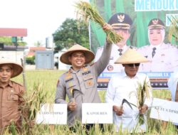 Kolaborasi Polres Sidrap, Forkopimda dan Kementan RI: Tingkatkan Produktivitas Padi di Sidrap