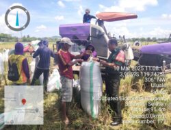 Babinsa Koramil 1420-04/Wattang Pulu Dampingi Panen Padi Mekonga, Raih Hasil Melimpah di Ulu Ale