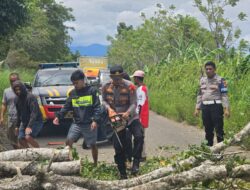 Kapolsek Pitu Riase Bergerak Cepat Evakuasi Pohon Tumbang
