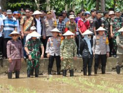 Kapolda Sulsel Hadiri Panen Raya Serentak di Kabupaten Bone, Wujud Dukungan terhadap Ketahanan Pangan Daerah