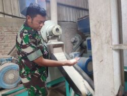 Babinsa Desa Mojong Pastikan Harga Gabah Sesuai HPP di Pabrik Mitra Bulog
