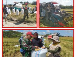 Babinsa Bersama PPL Dan Gapoktan Gelar Pendampingan Saat Warga Panen