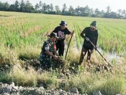 Babinsa Koramil 1420-07/Baranti mengajak kelompok tani bersihkan jalan tani dan saluran irigasi.