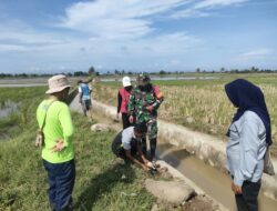 Babinsa Desa Mario Bantu Petani Kendalikan Hama Tikus Jelang Musim Tanam