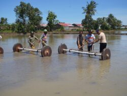 Bupati Sidrap Tanam Padi Tabela di Kanie, Tegaskan Target Satu Juta Ton Gabah
