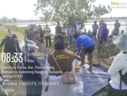 Babinsa Timoreng Panua Pimpin Aksi Massal Basmi Hama Tikus, Petani Sidrap Turun Serentak