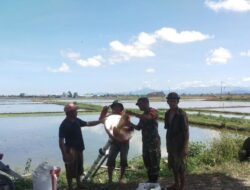 Babinsa Dampingi Petani Rappang Terapkan Sistem Tanam Benih Langsung (TABELA)