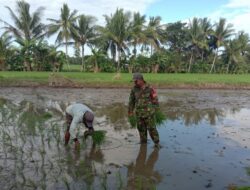Bantu Petani Tanam Padi, Wujud Nyata Babinsa Dukung Ketahanan Pangan