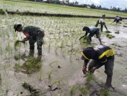 Wujudkan Swasembada Pangan, Babinsa Bantu Petani Tanam Padi