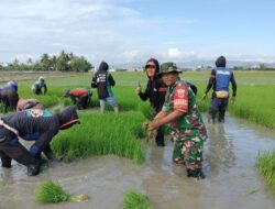 Babinsa Dampingi Petani Wala Baru dalam Kegiatan Tanam Pindah dan Luas Tambah Tanam