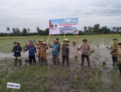 Dandim Sidrap Dukung Swasembada Pangan Nasional Lewat Tanam Perdana di Demplot Pupuk Organik
