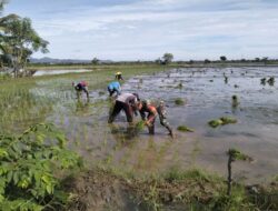 Sukseskan Swasembada Pangan, Babinsa Tidak Ragu Terjun Ke Sawah Bantu Petani Tanam Padi