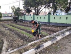 Seluruh Jajaran Koramil dan Makodim 1420/Sidrap Sulap Lahan Tidur Jadi Lahan Pertanian