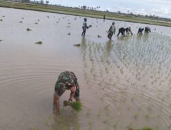 Babinsa Turun Kesawah Bantu Petani Menanam Padi
