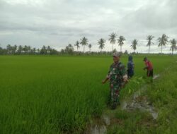 Turun Sawah Bareng Petani, Babinsa Desa Botto Bantu Penyiangan Padi untuk Dukung Swasembada Pangan