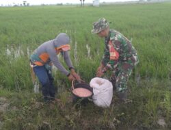 Perkuat Ketahanan Pangan, Babinsa Sidenreng Bantu Petani Maksimalkan Produktivitas”