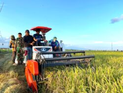 Bupati Sidrap dan Dandim Panen Perdana di Takkalasi, Siapkan Dukungan untuk Musim Tanam Ketiga
