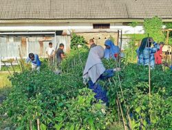 Manfaatkan Pekarangan, BPBD dan SKB Olah Lahan Lebih Produktif