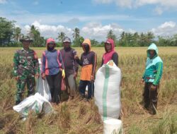 Pendampingan Babinsa, Petani di Kanyuara Sidrap Panen Melimpah