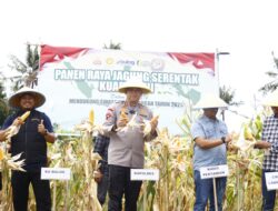 Kapolres Pinrang Hadiri Panen Raya Jagung Serentak Kuartal III Di Lanrisang