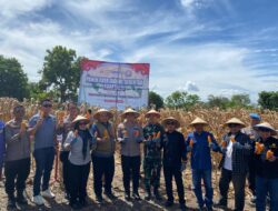 Sidrap Teguhkan Ketahanan Pangan Nasional lewat Panen Raya Jagung Kuartal III