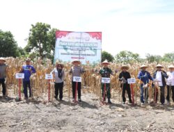 Pimpin Panen Raya Jagung, Kapolres Sidrap: Kami Siap Mendukung Ketahanan Pangan