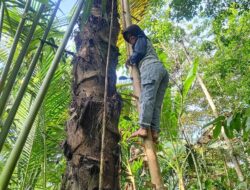 Dukung UMKM Disabilitas Lokal untuk Suplai Gula Aren Minum Kopi Gula Aren Peserta Terbanyak Jadi Simbol Ekonomi Inklusif