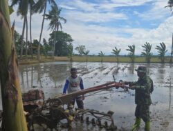 Babinsa Koramil 1420-05/Dua Pitue Dampingi Petani Olah Lahan, Dukung Ketahanan Pangan di Sidrap