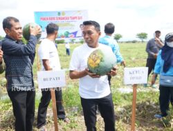 Panen Raya Semangka Tanpa Biji, Sidrap Terus Perkuat Ketahanan Pangan