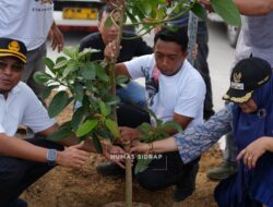 Jalan Baru Depan SKPD Sidrap Dihijaukan dengan Ratusan Tanaman Alpukat