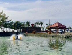Budidaya Nila Hadir di Kolam Pantai Merpati