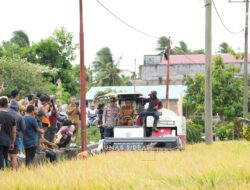 Panen Raya di Bila Riase, Bupati Sidrap Dorong Modernisasi Pertanian Demi Peningkatan Produksi dan Kesejahteraan Petani