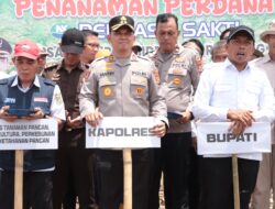 Dukung stabilitas pangan, Bupati – Kapolres Sidrap Panen dan Tanam Jagung di Desa Mattirotasi