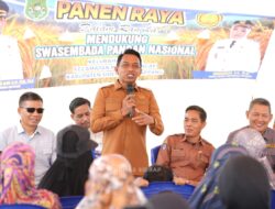 Panen di Wala, Bupati Sidrap Semangati Petani Kejar Target 10 Ton