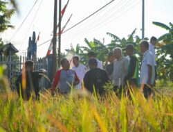 Kepala Dinas Tanaman Pangan Dan Holtikultura Dampingi Bupati Pinrang Mendampingi Meninjau Langsung Kondisi Lahan Pertanian Di Kelurahan Sipatokkong Kecamatan Watang Sawitto