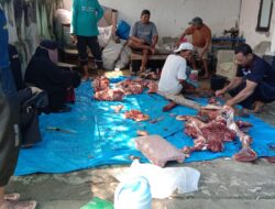 4 Ekor Sapi Qurban Disalurkan Wahdah Islamiyah Ujung Bulu di BTN Bayu Perdana 5