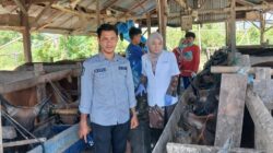 Pemkab Pinrang Beri Tanda Hewan Layak Dan Sehat Untuk Qurban