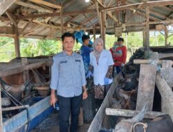 Pemkab Pinrang Beri Tanda Hewan Layak Dan Sehat Untuk Qurban