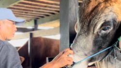 Sapi Inseminasi Buatan Milik Peternak Sidrap Diusulkan untuk Kurban Presiden