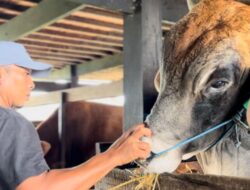 Sapi Inseminasi Buatan Milik Peternak Sidrap Diusulkan untuk Kurban Presiden