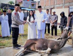 Idul Adha 1447H, Polres Sidrap Qurban 15 Ekor Sapi Langsung Diserahkan Kepada Masyarakat