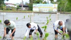 Bupati Syaharuddin Alrif Canangkan Gerakan Tanam Padi Organik di Panreng