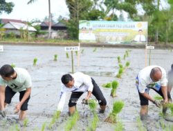 Bupati Syaharuddin Alrif Canangkan Gerakan Tanam Padi Organik di Panreng