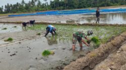 Babinsa Koramil 1404-02/Mattiro Sompe Bantu Petani Tanam Padi “Dukung Ketahanan Pangan”